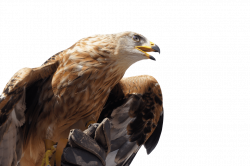 Golden Eagle transparent PNG - StickPNG
