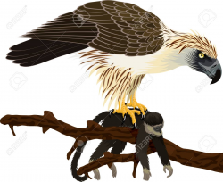 Free Philippine Eagle Clipart, Download Free Clip Art on ...