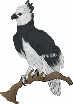 Harpy Eagle Clipart caricature - Free Clipart on Dumielauxepices.net