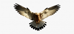 Eagle Clipart Simple - Eagle Png #776821 - Free Cliparts on ...