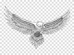 Bald eagle illustration, Bald Eagle Drawing Sketch, eagle ...