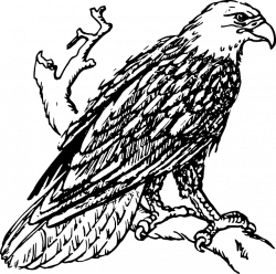 Bald Eagle Flying Drawing at GetDrawings.com | Free for personal use ...