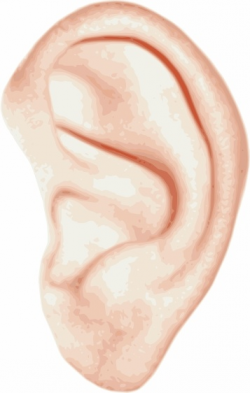 Human Ear clip art Free vector in Open office drawing svg ( .svg ...