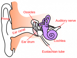Conductive vs. Sensorineural Hearing Loss | Helping Him Hear