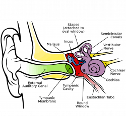 Natural Home Remedies for Ear Infections – With Recipes