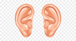 Cartoon Ears - Human Ear Ears Clipart, HD Png Download ...