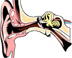 Free Image Of The Ear, Download Free Clip Art, Free Clip Art ...