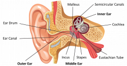 Anatomy Of Ear And Sound How We Perceive Davidson Hearing Aid ...