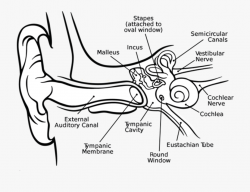 Cochlea Middle Ear Inner Ear Eardrum - Ears And Its Parts ...