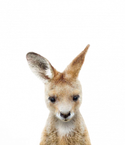 ftestickers kangaroo freetoedit - Sticker by Sona