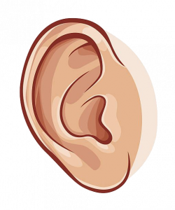 Ear Collection Of Images High Quality Free Awesome Ears ...
