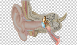 Hearing Inner Ear Middle Ear Outer Ear PNG, Clipart ...