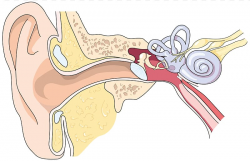 Eardrum Ear canal Outer ear Middle ear, ear transparent ...