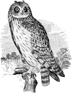 Short-eared Owl | ClipArt ETC
