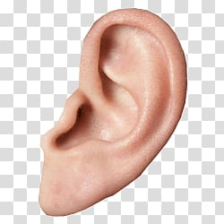 Human ear, Small Ear transparent background PNG clipart ...