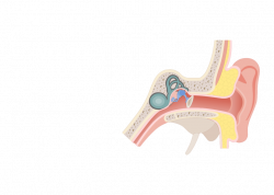 Eustachian Tubes (Auditory Tubes) of the Pharynx