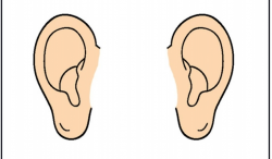 Ear Clipart | Free download best Ear Clipart on ClipArtMag.com