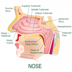 Anatomy Of Nose Throat – Tweetboard