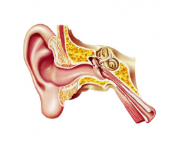 Causes and Treatment of Auditory Tube Dysfunction