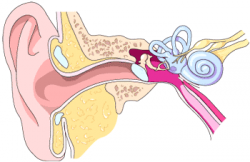 Introduction to the Anatomy and Physiology of the Auditory ...