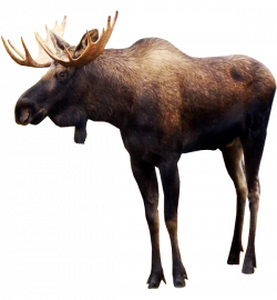 Moose transparent background animal image | Animales | Pinterest ...