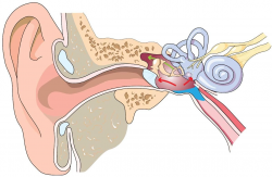 Middle-Ear Barotrauma on Ascent | Ears & Diving - DAN Health ...