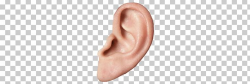 Small Ear PNG, Clipart, Ears, People Free PNG Download