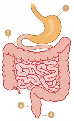 The Fine Art of Digestion | Vivre avec une lésion médullaire