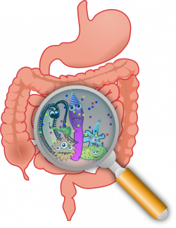 Free Clipart: Party in the intestines | Moini | 과학 ppt (세균 ...