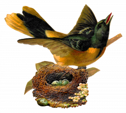 Antique Images: Oriole Bird Nest Eggs Clip Art Printable Artwork ...