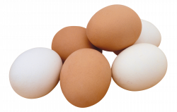 Egg transparent PNG - StickPNG