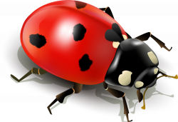 Insect Ladybird Clip art - Red simplified ladybug 2000*1369 ...