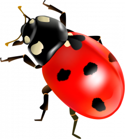 Coccinella septempunctata Insect Clip art - ladybug 692*775 ...