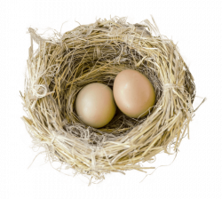 Bird Nest png - Free PNG Images | TOPpng