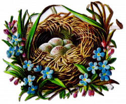 Bird Nest and Egg Graphics - 5 Antique Die Cut Images | Knick of Time
