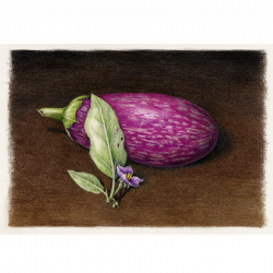 Giclee Print: Eggplant - Draw Botanical