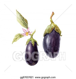 EPS Illustration - Watercolor hand drawn eggplant. Vector ...
