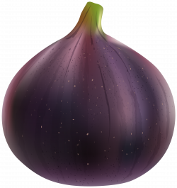 Fig PNG Clip Art Image | Gallery Yopriceville - High-Quality Images ...