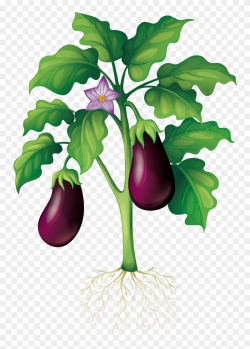 Eggplant Clipart Garden - School Vegetable Garden Drawing ...