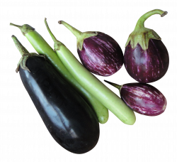 Aubergine PNG Transparent Free Images | PNG Only