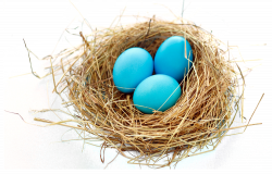Nest PNG Transparent Free Images | PNG Only