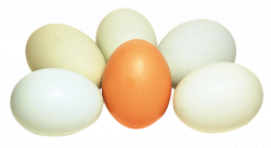 Eggs PNG Transparent Image - PngPix
