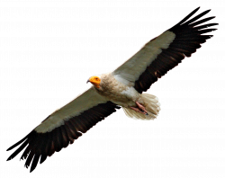 Egyptian Vulture Flying transparent PNG - StickPNG