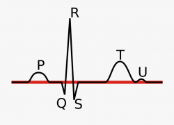 Ekg Png - Cardiac Cycle Simple Diagram #475794 - Free ...