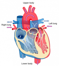 Is it true that professional swimmers have enlarged hearts? How does ...