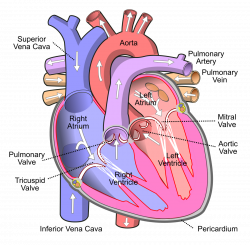 Athletic heart syndrome - Wikipedia