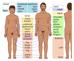 Anatomy Body Parts | Fosfe.com