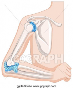 EPS Vector - Elbow joint in human body. Stock Clipart ...