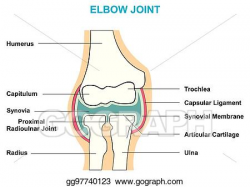 Vector Art - Elbow joint cross section anatomy diagram. EPS ...