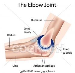 Clip Art Vector - The elbow joint, eps8. Stock EPS ...